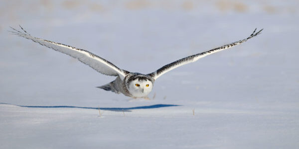 dreamstime_l_16611163_owl flying dreamstime_l_16611163_owl flying